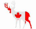 canadian-deer_small.jpg